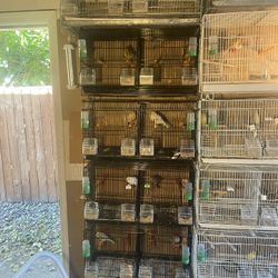 Bird Cage For Sale 