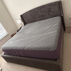 Purple King RestorePlus hybrid.