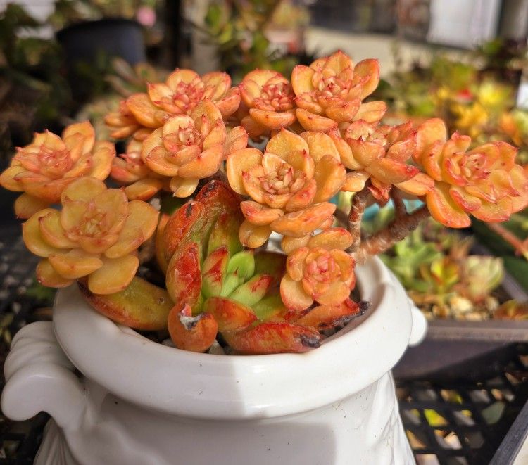 Rare Succulent Cluster Korean Imported Fully Rooted Only 1 Available Pick Up In Upland