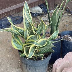 Snake Plant