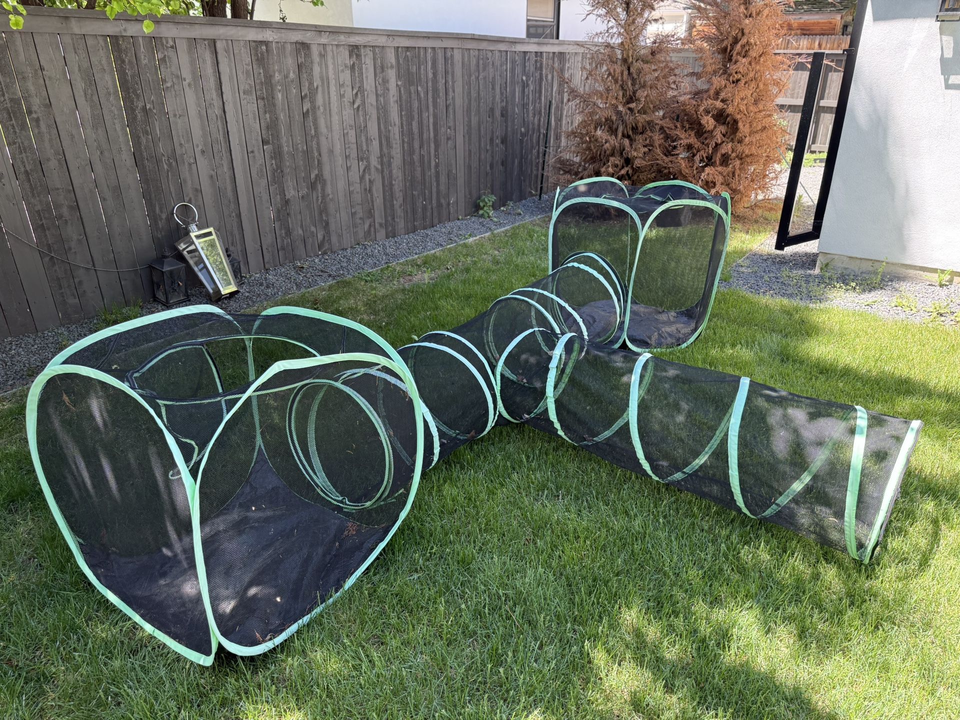 Cat Tunnel 
