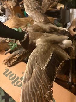 Duck mounts variety of ducks 80.00 each