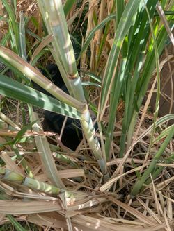 Sugar cane stalk (1 each)