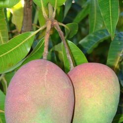 Large Mangoes 