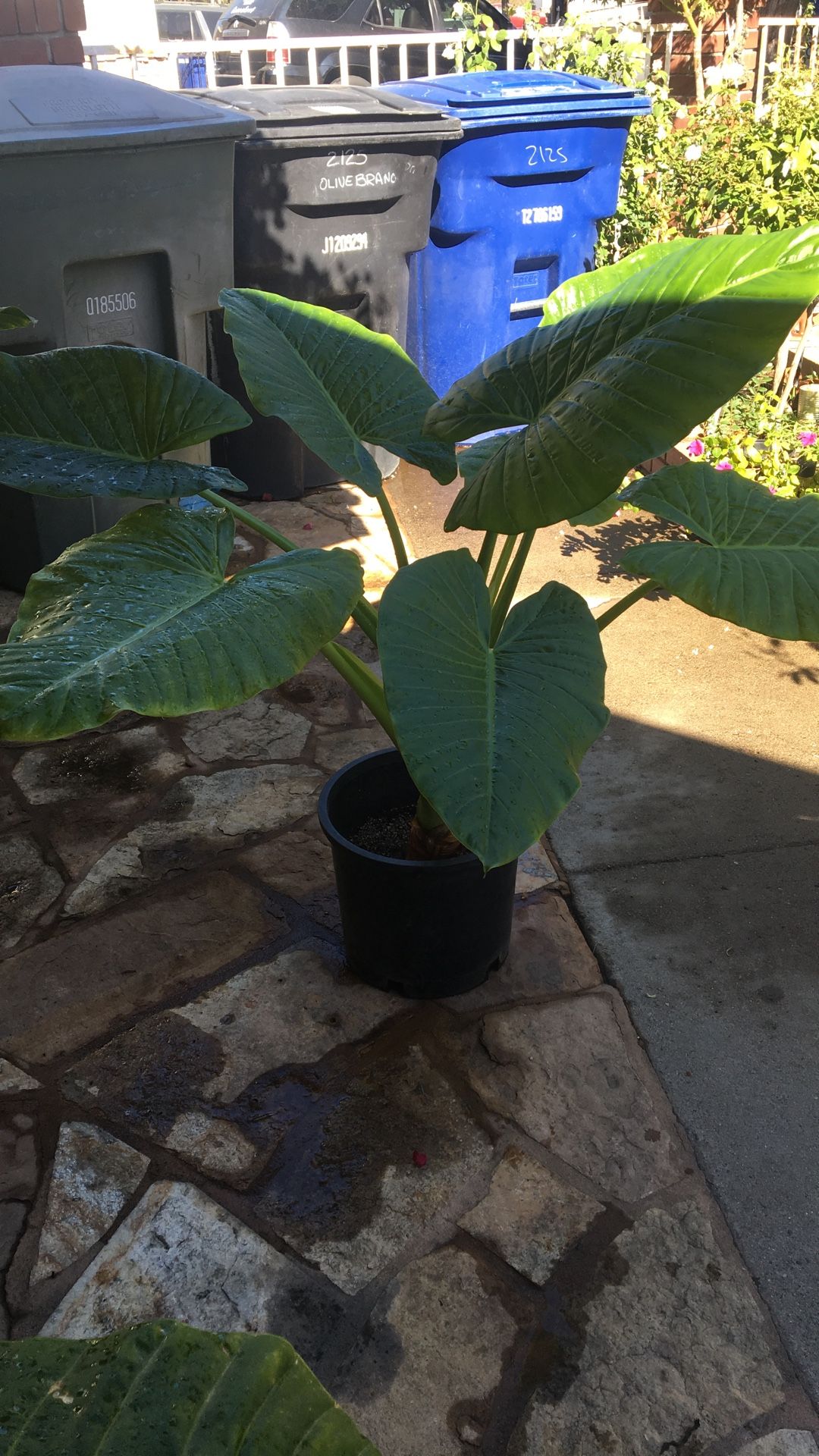 Plant