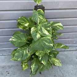 8” hawaiian porhos