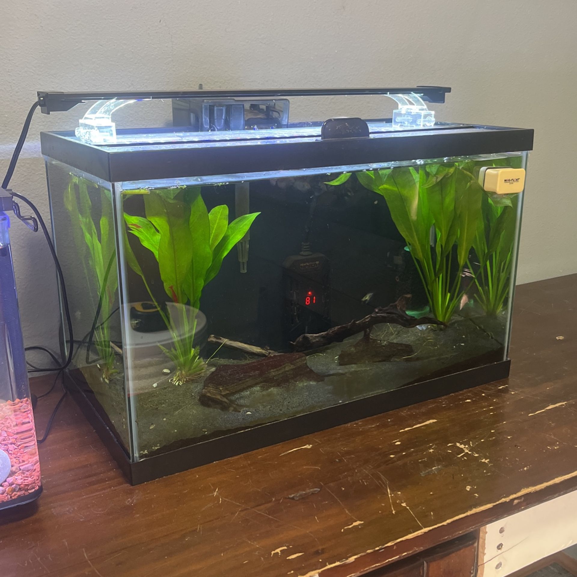 10 Gallon Planted