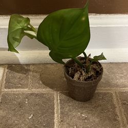 Philodendron  Campospotoanum  Plant (please Read Description )