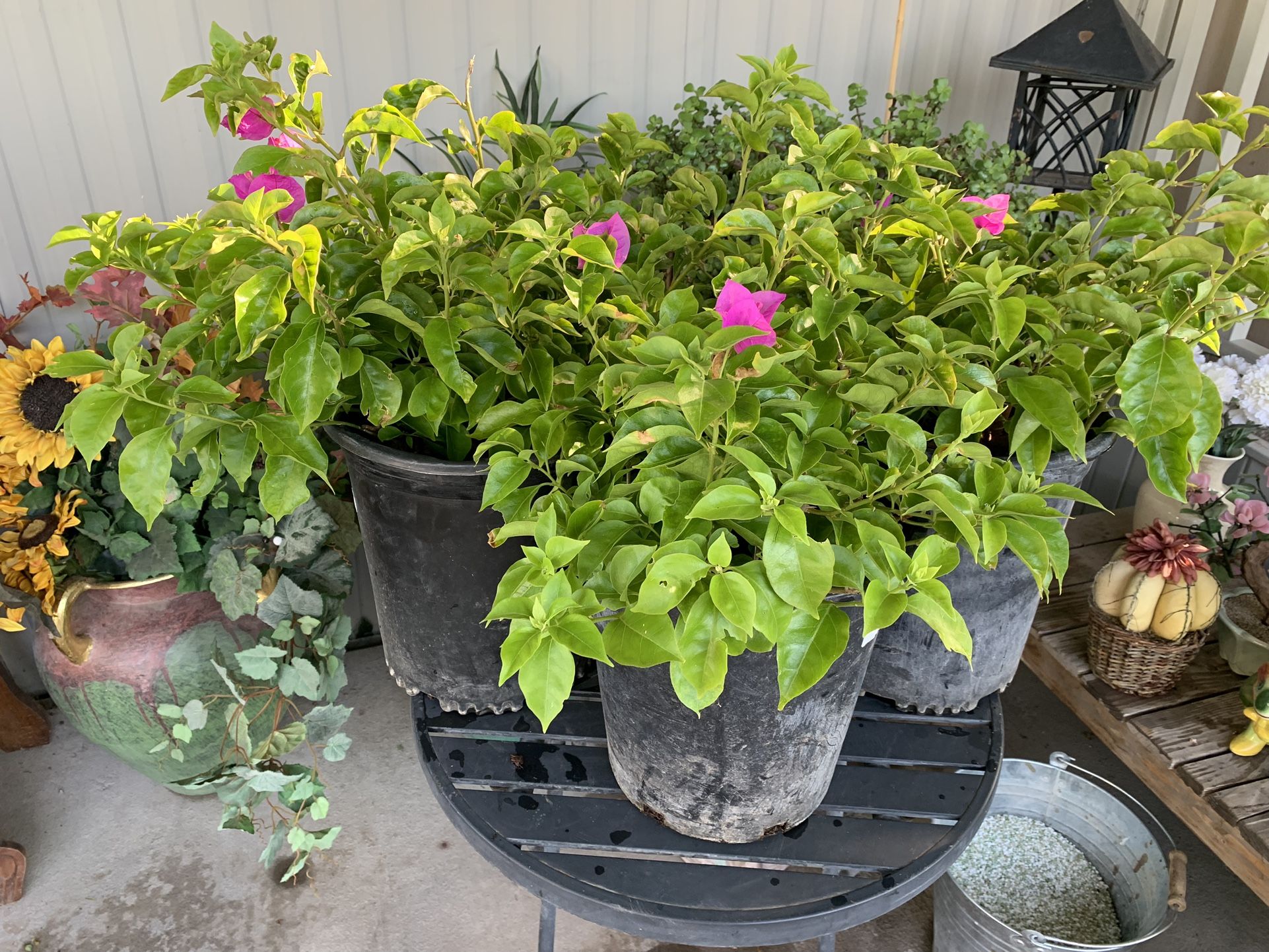 Royal Purple Bougainvillea Camelina Plant - 5 gallon Pot