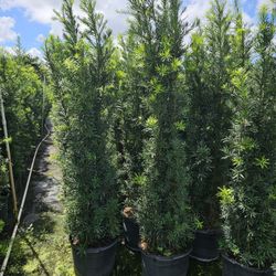 podocarpus  About 7 + feet tall Instant Privacy Hedge For Fence Green Full 