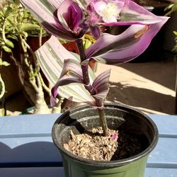 Rooted Tradescantia 'Nanouk' Succulent Plant