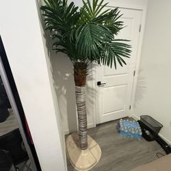 Corona Palm Tree