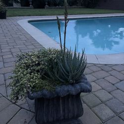 Assorted Plants Dracaena, Various Succulents