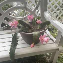 Rare Epithelium Pink In Full Bloom Hanging Basket
