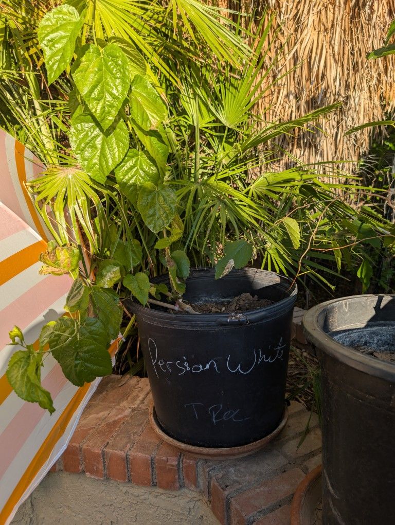 Persian White Mulberry Tree 20 Gallon