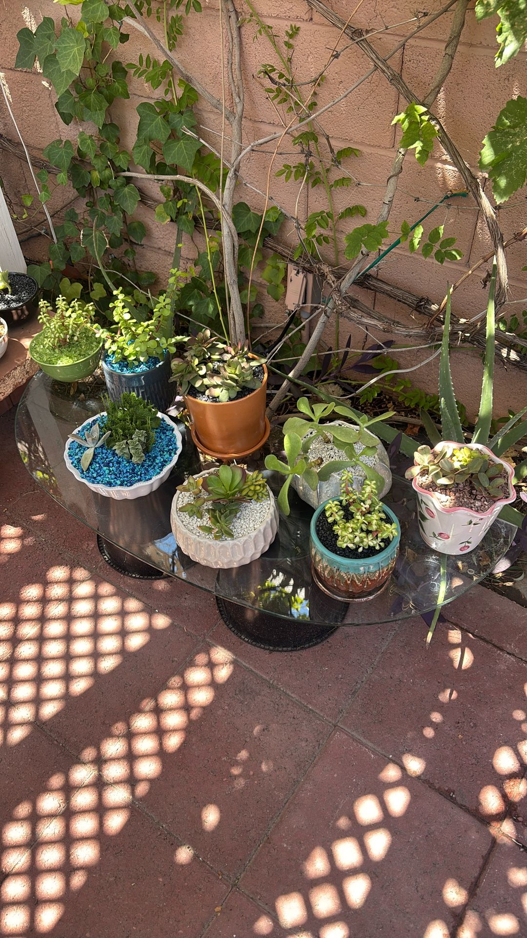 Succulents In Glazed Pots