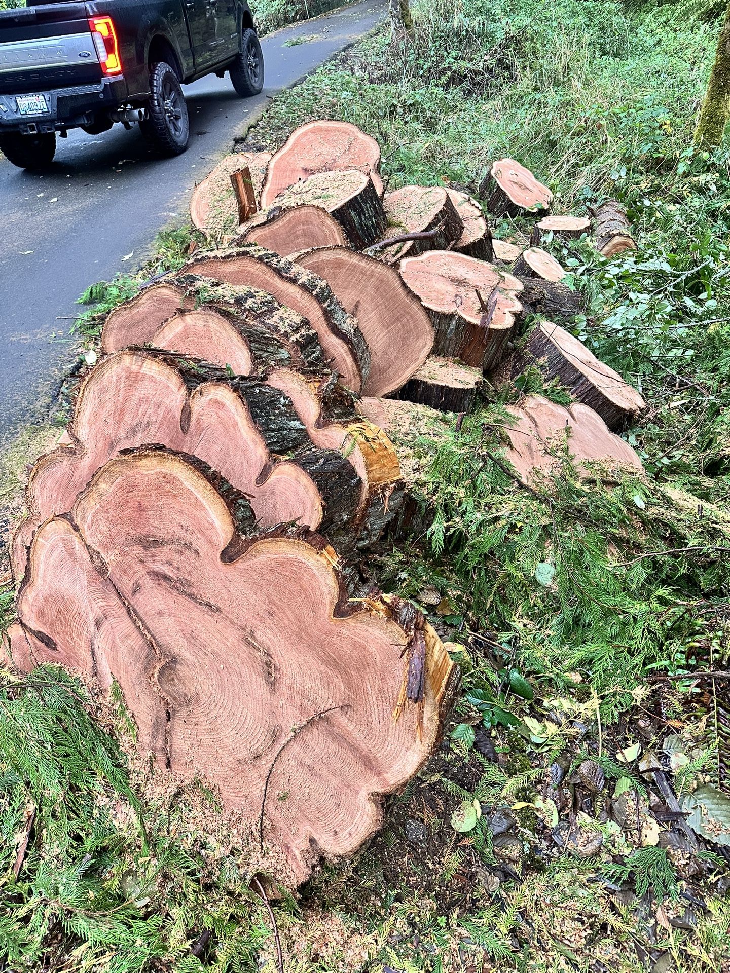 Raw Cedar Wood For Firewood Or Coffee Table