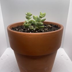 Adopt a Succulent – Premium Terracotta Pot In jn