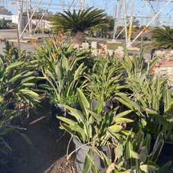 Birds Of Paradise