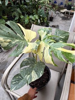 Monstera Thai constellation