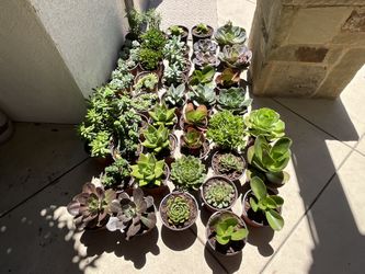 Multiple Succulents Plants 