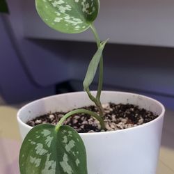 Satin Pothos (Scindapsus Pictus) In 4”  Pot