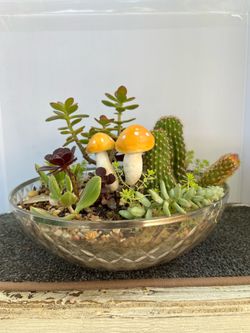 arrangement contains a mix of cacti and succulents