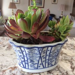 A nice arrangement plant