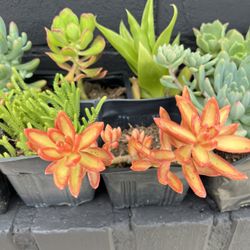 Succulents 