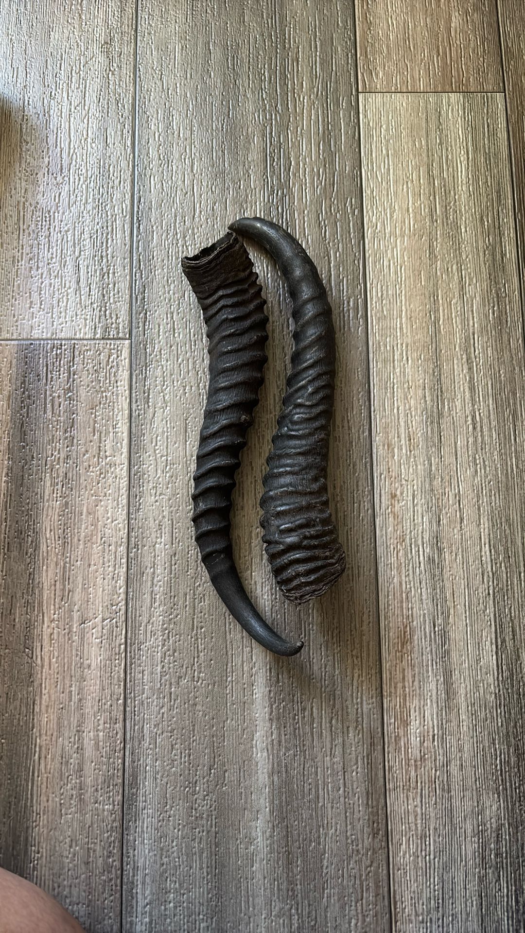 Taxidermy Springbok Horns 