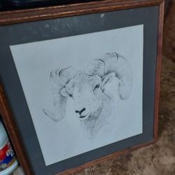 Animal Ram Picture 
