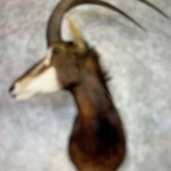 Sable Shoulder Mount