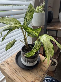Star bright- Dieffenbachia