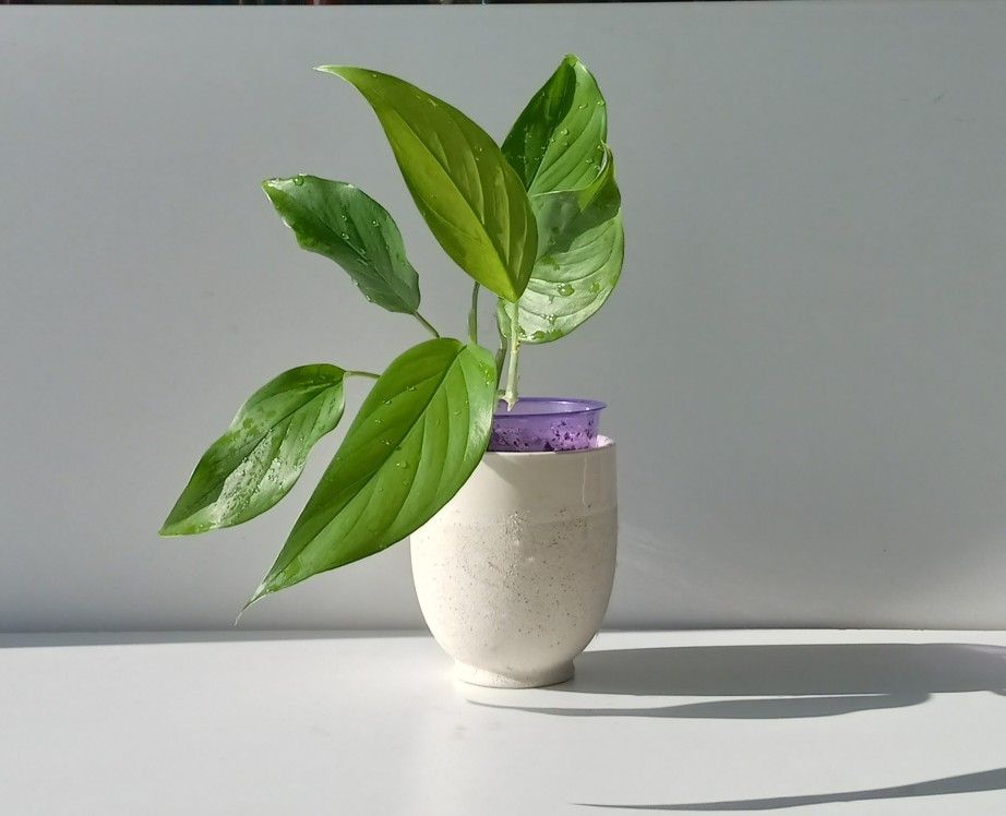 Lush Trailing Rare Aroid Monstera Lechleriana Plant/ House Plant/ Indoor Plant/ Flower Patio Garden 