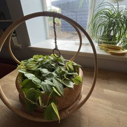 Heart Leaf Philodendron, Lemon Lime