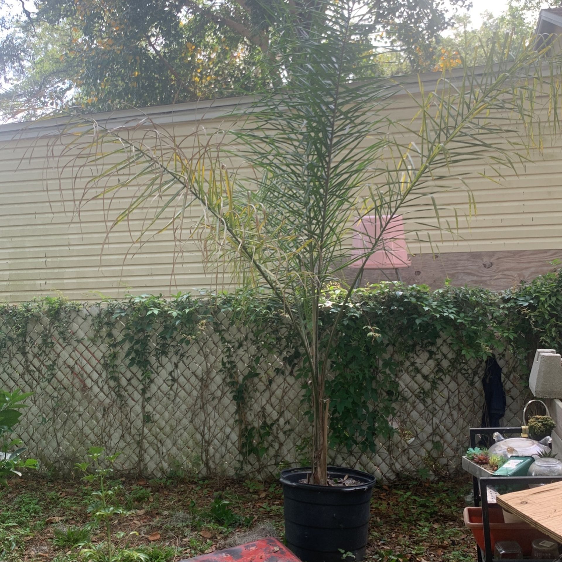 Baby Queen Palm Trees.  