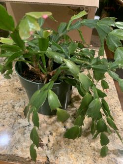 Christmas Cactus