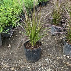 Purple Fountain Grass