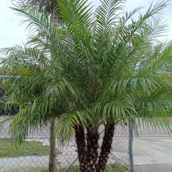 Triple Robellini Palm 🌴 25gl $150
