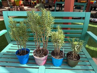 Crassula Tetragona MINI PINE TREE Succulent Plants