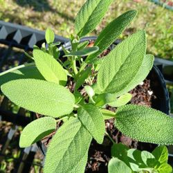 Herbs 