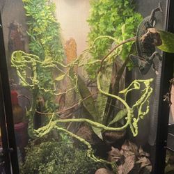 Chameleon And Chameleon Cage 