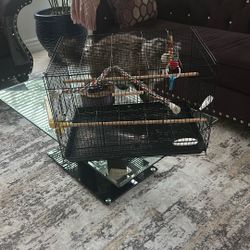 Bird Cage 