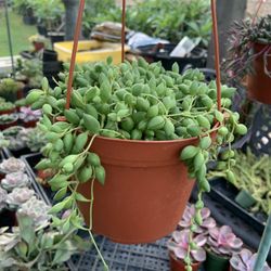 6 Inch Hanging Succulent Baskets 