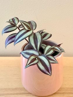 Tradescantia House plant In ceramic pot