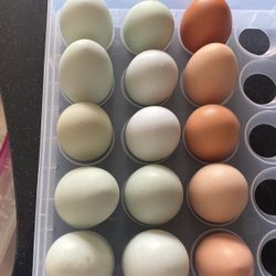 Everyday FARM FRESH EGGS IN FRANKFORT 