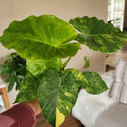 $65 Alocasia Gageana Aurea Variegata 🌿 
