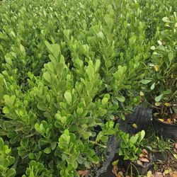 Clusias 6  Feet Tall Instant Privacy Plants $65 SALE 🏡🌳🤩