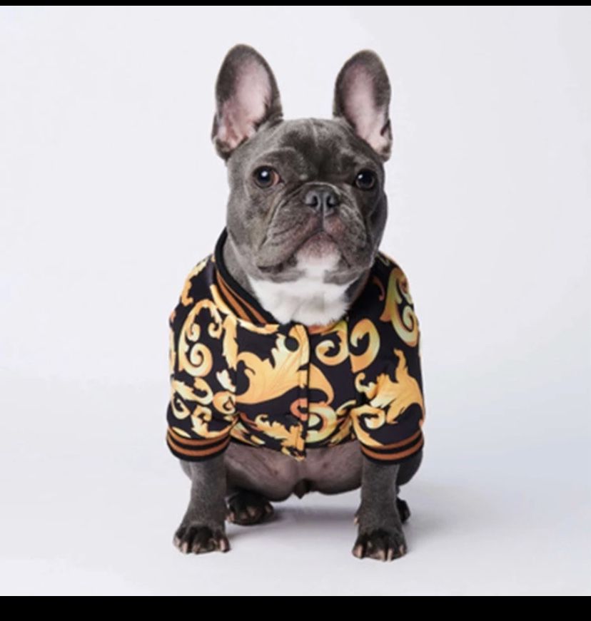 Dog Versace clothes. Unique style