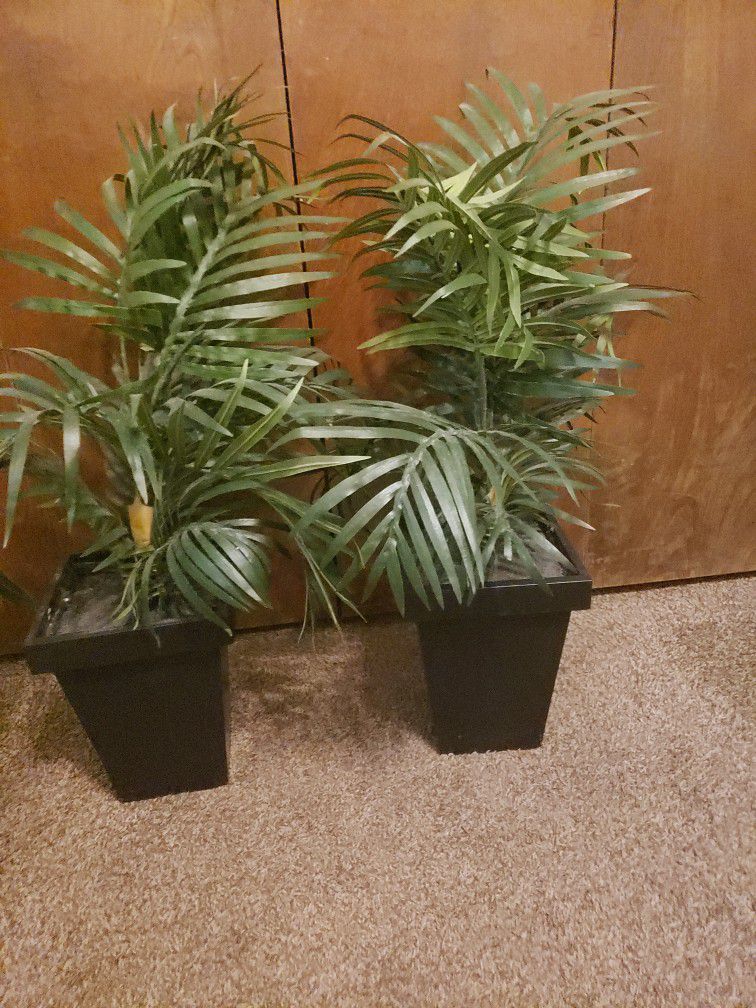 Plants Both 13